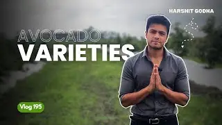 Avocado Varieties available to Order | Indo Israel Avocado Vlog 195 | Call +91-6268643227