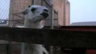 spitting llama