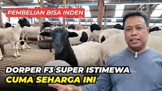 Harga Domba  Dorper F3 Di Podomoro Farm Cuma Segini 