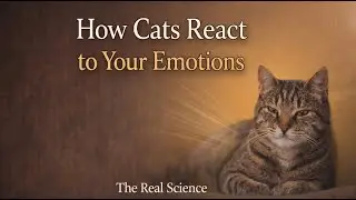 Why Cats Make the Best Emotional Support Animals