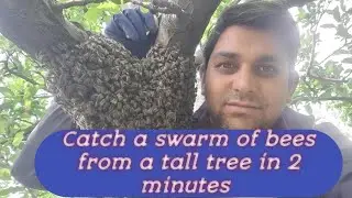 How to catch a swarm of bees .(Himalayanbees)