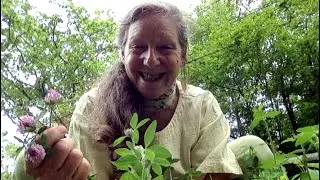 Big Little Herbal Tips in the Time of COVID-19: Red Clover
