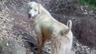 Most Fluffy Toy | Fluffy Dog | Bakarwal Dog #BakharwalDog