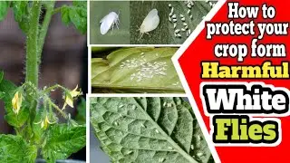 How to protect your crop from harmful whiteflies