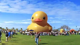 2026 - 1.17 Mama Duck at Coachman Park, Clearwater, Florida