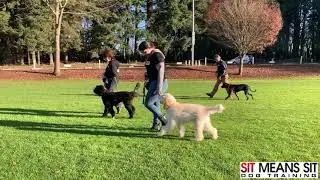 Dog Training Highlights - Sit Means Sit Portland