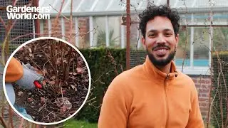 How to PRUNE autumn-fruiting RASPBERRIES