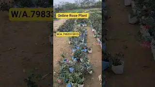 Online Rose Plant Sell India🌹Rose Plant Nursery Bareilly🌹Daulat Nursery Visit🌹#shorts #rose #garden