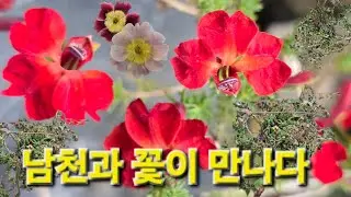 써니의 베란다 판매영상 3번째이야기입니다.(2026.01.17)#써니의 베란다이야기