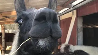 Llama Llama Family Drama - Graze in Peace Farm Animal Sanctuary Visit