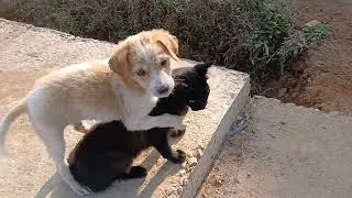 Dog Iritating Cat, Dog and Cat Fun video, Dog And Cat So much fun, Please support my Channel 