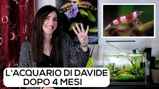 ACQUARIO per CARIDINE Red Crystal - Gestione e aggiornamento
