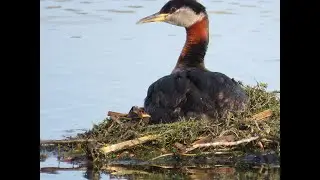 Red-neck Grebe Vocalizing