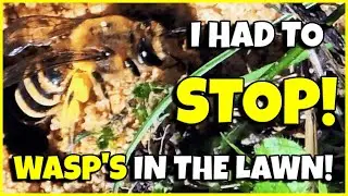 😱 I Had to STOP Mowing! 🛑 Huge Wasp Colony in the Lawn 🐝