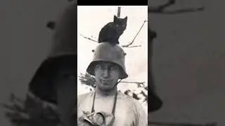 Animals played a major role during World War Two, from combat to morale boosting #history