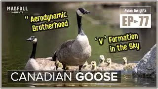 Canada Goose &rarr; Nature&rsquo;s Tireless Traveler ● #facts @MadfullMoments ◌ EP►77