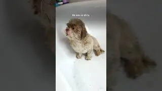 Sad Dog Dumped In Park Is So Relieved To Get Rescued | The Dodo