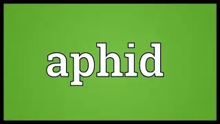 Aphid Meaning
