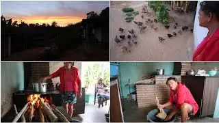 FIZ UM GRANDE SACRIFÍCIO 😔 5H DA MANHÃ COMECEI O DIA 🥰 TRÊS FRANGOS DE CAPOEIRAS ABATIDOS...