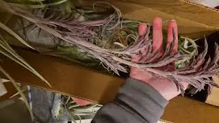 Air Plant Hub $200 Mystery Box