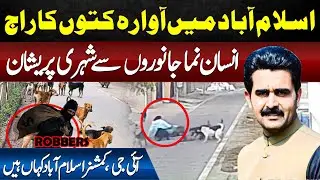 Bite-sized dogs rule Islamabad. Citizens worried about humanoid animals