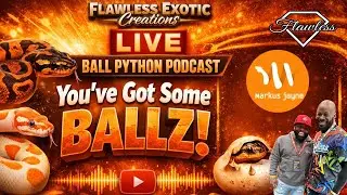 Proving Ball Python Genes: Scrambler, Dinkers & Hard Truths | You&rsquo;ve Got Some BALLZ Ep. 66