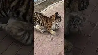 Two adorable little tiger cubs started fighting.🐯🤣#tiger #animals #cute #zoo