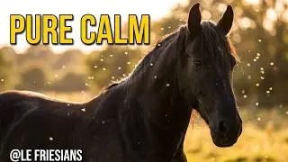 Le Friesian in Gentle Daylight  Peaceful Horse Relaxation with Sunlit Insects & Calm Nature Ambience