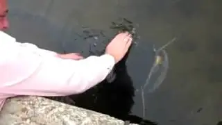 Ручной сом ЧАЭС