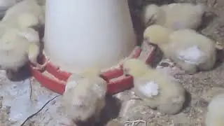 Day 7: Broiler Chicken Growth Update &ndash; Care, Feeding & Daily Progress at AgroLegacy Farm