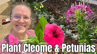 🌼 Spring Color Explosion! 🌸 Planting Homegrown CLEOME & PETUNIAS in My Front Garden