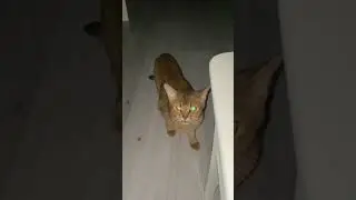 Scary cat 🙀