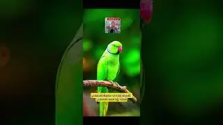 Spoken English | Talk About Parrot in Easy English #englishlanguage #kidseducatio