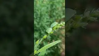 Green stink bug #insects #shorts#short