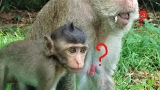Baby Monkey Amara Look So Frighten, Why Don't They Afraid Accident?