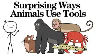Surprising Ways Animals Use Tools！Animal Facts