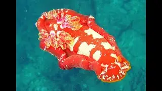 Spanish Dancer Nudibranch