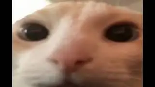 epic swag cat montage 2 🔥🔥🔥