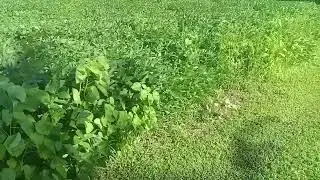 Roundup Soybean weed test , Day 1 just sprayed 9:am. 7/23/25 Video 1, going day by day , no editing.