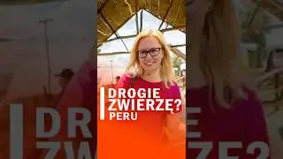 Wikunia-siostra lamy i alpaki. Czym się r&oacute;żnią?🦙