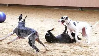 Deutsche Doggen eine schrecklich nette Familie