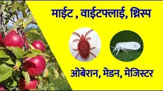 माईट के लिए क्या स्प्रे करें ! Red Mites spray on apple orchards. #miteSpray