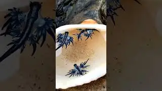 Blue Sea dragon 🌊 one of the deadliest creatures #amazing #shorts #yt #ytshorts #short #venom