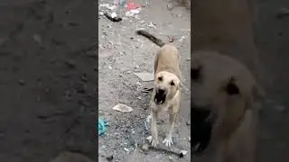 كلب حراسة شرس يهاجم اللصوص - A fierce guard dog attacking thieves