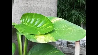 Money plant, golden pothos,&nbsp;Ceylon creeper,&nbsp;hunter's robe,&nbsp;ivy arum,&nbsp;silver vine,&nbsp;Solomon Islands iv
