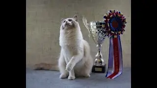 Amazingly Beautiful Ragdoll Breeding Cattery - Plymouth