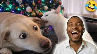 Satisfying ASMR Compilation of the Best Funny Cats and Dogs Videos 2026. Try not to laugh?