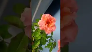 Amazing Rose