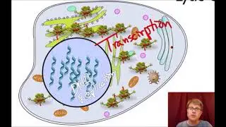 GSMK Bozeman Science Animation: Viral Replication