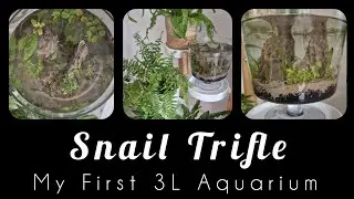 Snail Trifle &ndash; Building a 3L Planted Aquarium in a Trifle Jar!